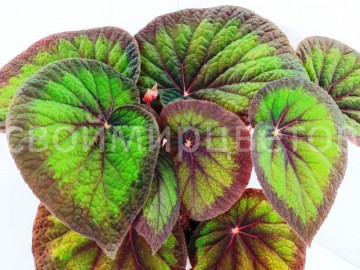 Бегония Green Goddies 070221